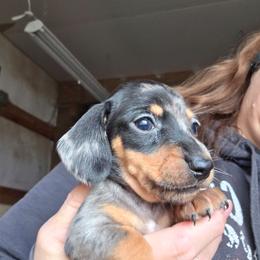 Pepper's black and tan dapple dmooth boy - Dapple male Dachshund puppy in Caldwell, Idaho from Dozendachs