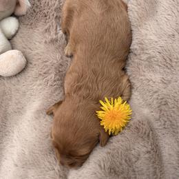 Linen - Red female Cavapoo puppy in Midland, North Carolina from Rocky River Cavapoos