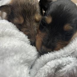 Collie puppies from DJ Critter Cove
