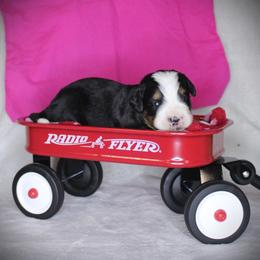 Pink Girl - Black rust and white female Bernese Mountain Dog puppy in Bayard, Nebraska from Colson Kennels