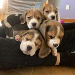 Beagle Puppies from Knockhill Beagles
