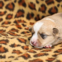 Pembroke Welsh Corgi Puppies from 4C Corgi Ranch