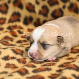 Pembroke Welsh Corgi Puppies from 4C Corgi Ranch