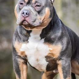 American Bullies from Noble South Bullies