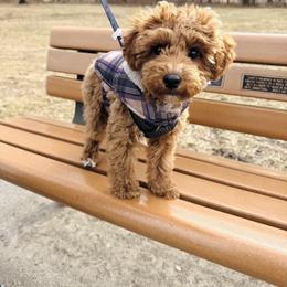 Goldendoodle and Poodle All Grown Up from Doodles & Poodles by Tiki