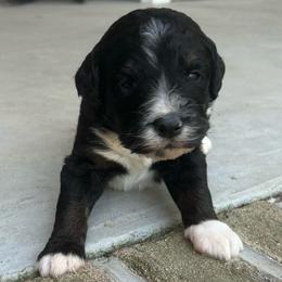 Babycakes - Tri-color male Bernedoodle puppy in Camden, North Carolina from Oopsie Doodles of NC
