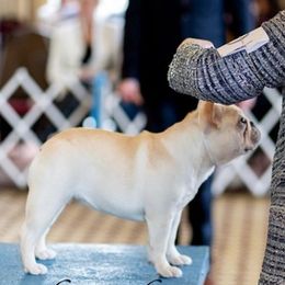 French Bulldogs from Rebekah Jakum
