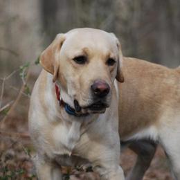 Labrador Retrievers from Mama’s Labs