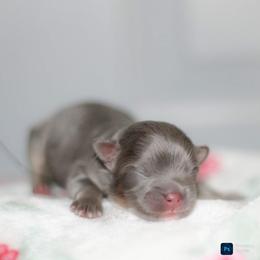 Autumn - Blue and tan female Pomeranian puppy in Bremen, Indiana from AMS Pomeranians and Pomskies in Indiana