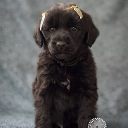 Portuguese Water Dog Puppies from Sun Joy PWDS
