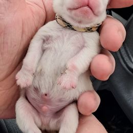 Black-White collar boy - White male Pug puppy in Elma, Washington from Kismet Kennels, Exclusively Pugs