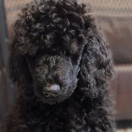 Calíope - Black female Poodle puppy in Homestead, Florida from GYCAM STANDARD POODLE