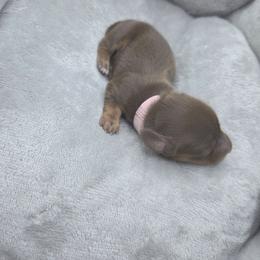 Princess Aurora - Chocolate and tan female Dachshund puppy in Las Piedras from New Empire Kennels