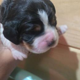 Mr Black - Black white and tan male English Springer Spaniel puppy in Montville, Connecticut from Hillside Springs Farm
