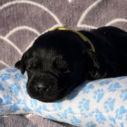 Loretta - Black female Labrador Retriever puppy in Garnett, Kansas from Timberland Creek Labradors