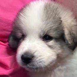 Han - White and badger male Great Pyrenees puppy in Murfreesboro, Tennessee from Storybook Tails Farm