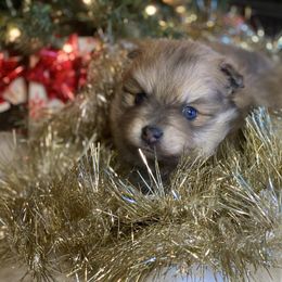 Boy 1 - Blue sable Pomeranian puppy in Tulsa County, Oklahoma from CP Kennels