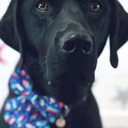 Labrador Retrievers from Loon Lake Labradors