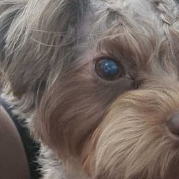Yorkipoos from Tru's Poo's