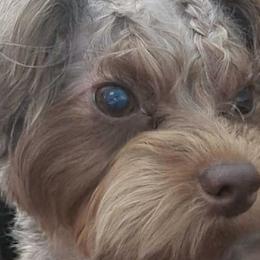 Yorkipoos from Tru's Poo's