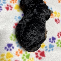 Goldendoodle and Poodle Puppies from SnickerDoodlePups