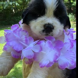 Purple female - Mahogany and white female Saint Bernard puppy in New Philadelphia, Ohio from Fletchers Saints