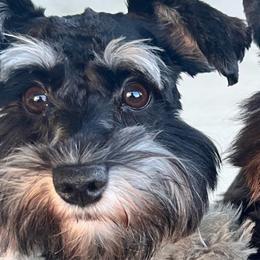 Roxie - Miniature Schnauzer