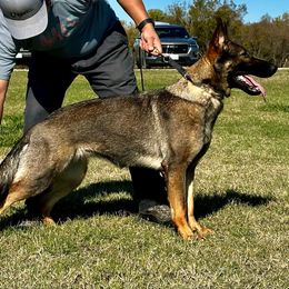 Fiona von Brodek - Sable female German Shepherd puppy in Terrell, Texas from Von Brodek Kennels