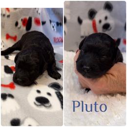 Pluto - Black and white male Aussiedoodle puppy in Republic, Missouri from Holland Hilltop Farm