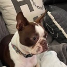 Cass - Boston Terrier