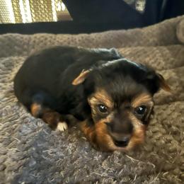 Mika - Black and tan female Yorkshire Terrier puppy in Laughlin, Nevada from Dani’s Yorkie’s