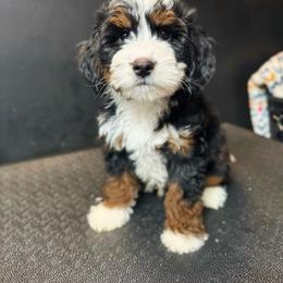 Buddy - Tri-color male Bernedoodle puppy in Alpharetta, Georgia from Doodles of Buckhead
