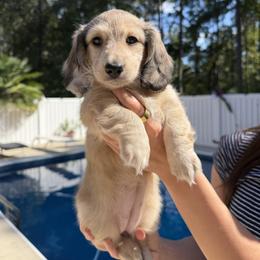 Dachshund Puppies from Rylee’s dachshunds