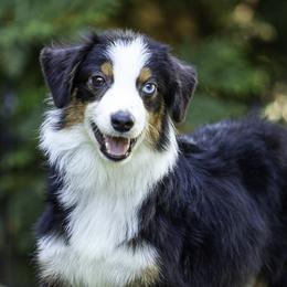 Saturn - Black tri male Toy Australian Shepherd puppy in Franklinville, North Carolina from Fine Hill Miniature Americans