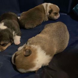 Pembroke Welsh Corgi Puppies from Mount Garfield Corgis