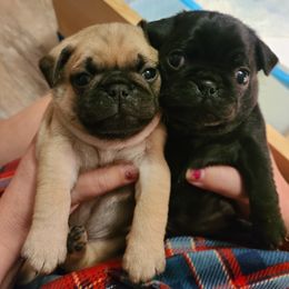 Pug Puppies from Lil'Farm Pugs