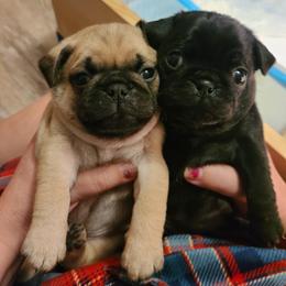 Pug Puppies from Lil'Farm Pugs