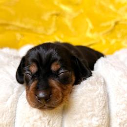 Brisket - Black and tan male Dachshund puppy in Austin, Texas from Duchess Daphne's Doxie Empire