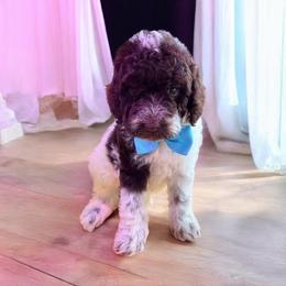 Otter with training - Brown and white male Cockapoo puppy in Boonville, North Carolina from Doods & Dolls