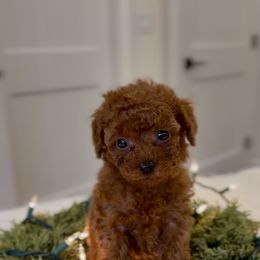 Starburst - Red  female Poodle puppy in Salem, Oregon from Lavish Poodles