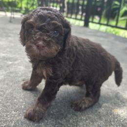 Baloo - Chocolate male Cavapoo puppy in Auburn, California from Gold Country Doodles