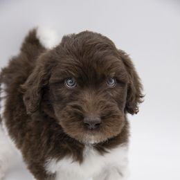 Assorted Doodle Crosses, Bernedoodle, Double Doodle, Goldendoodle, Labradoodle, and Whoodle Puppies from Our Little Farm Life Doodles