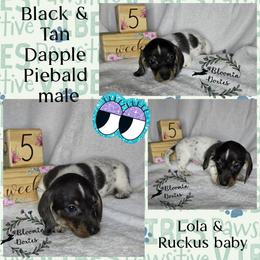 Boy 4 - Piebald male Dachshund puppy in Valrico, Florida from Bloomin Doxies