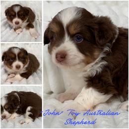 John - Red tri-color male Australian Shepherd puppy in Hico, Texas from Chisholm Trail Kennels
