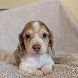 Blue Boy - Dapple male Dachshund puppy in Cypress, California from Ferrario Dachshunds