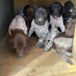 German Shorthaired Pointer Puppies from Red Hills GSPs