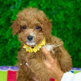 Elsa - Red  female Goldendoodle puppy in Brandon, Florida from Murphys Doodles