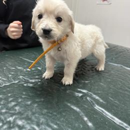 Orange collar - Light golden male Golden Retriever puppy in Radcliff, Kentucky from It’s A Golden Life
