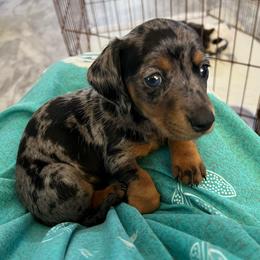 Girl 2 dapple - Dapple female Dachshund puppy in Nacogdoches, Texas from S7 Dachsunds