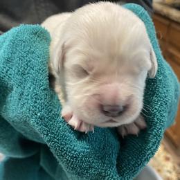 Piper - Light golden female Golden Retriever puppy in Ennis, Texas from Amberidge Golden Retrievers